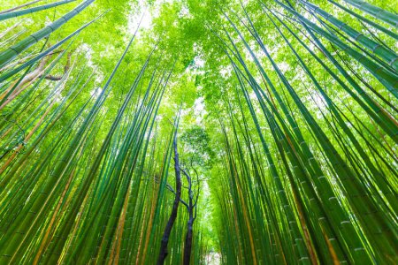Téléchargez les photos : Fond vert de forêt de bambous à Arashiyama, Kyoto, Japon - en image libre de droit