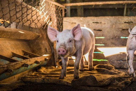 Téléchargez les photos : Petit porcelet à l'intérieur de la ferme d'élevage, Porcs en stalle - en image libre de droit