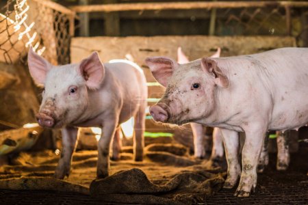 Téléchargez les photos : Petits porcelets à l'intérieur de la ferme d'élevage, Porcs en stalle - en image libre de droit