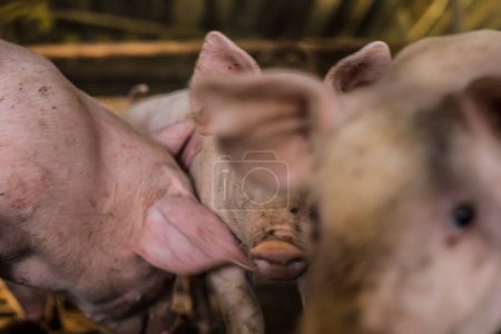 Foto de Pequeños lechones dentro de la granja de cría de animales, cerdos en establo - Imagen libre de derechos