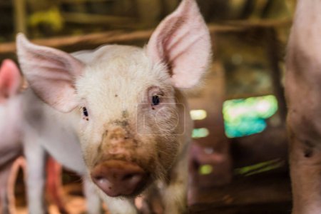 Foto de Cerdito dentro de la granja de cría de animales, cerdo en establo - Imagen libre de derechos