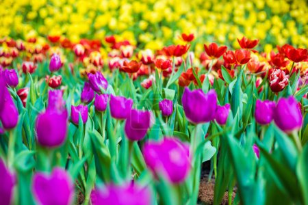 Téléchargez les photos : Fleurs de tulipes fraîches colorées dans le jardin botanique - en image libre de droit