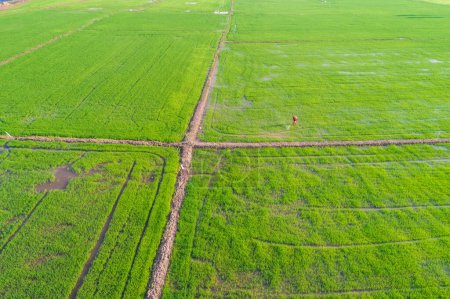 Téléchargez les photos : Plantation de riz vert, vue aérienne - en image libre de droit
