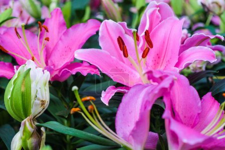 Téléchargez les photos : Belle fleur de lys rose dans le jardin botanique avec feuille verte - en image libre de droit
