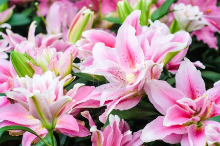 Téléchargez les photos : Belle fleur de lys rose dans le jardin botanique avec feuille verte - en image libre de droit
