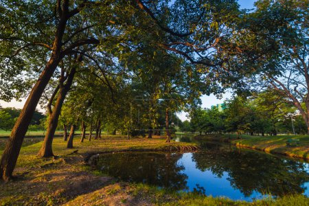 Photo for Green park with pond and lawn, sunset light - Royalty Free Image