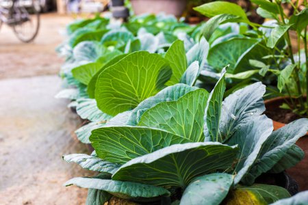 Photo for Green fresh organic cabbage growing at farm - Royalty Free Image