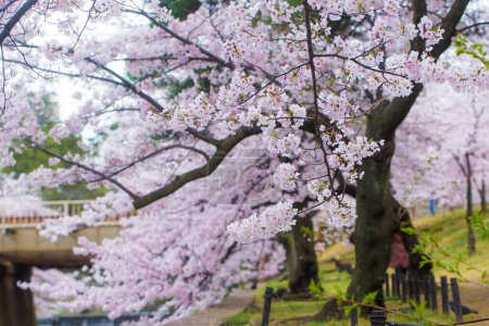 Téléchargez les photos : Fleur de cerisier sakura rose au Japon - en image libre de droit