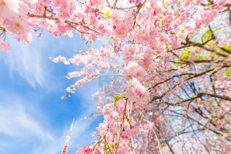 Photo for Japanese sakura blooming flowers on tree branch, blue sky background - Royalty Free Image