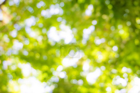 Foto de Árboles verdes borrosas y el fondo del sol, natue telón de fondo - Imagen libre de derechos
