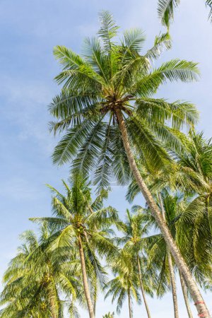 Téléchargez les photos : Cocotiers verts sur la plage de la mer contre le ciel bleu, vacances d'été - en image libre de droit