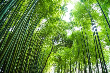 Foto de Fondo verde del bosque de bambú de Arashiyama, Kioto, Japón. - Imagen libre de derechos