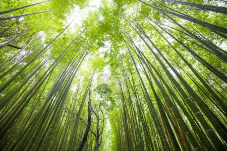Foto de Fondo verde del bosque de bambú de Arashiyama, Kioto, Japón. - Imagen libre de derechos