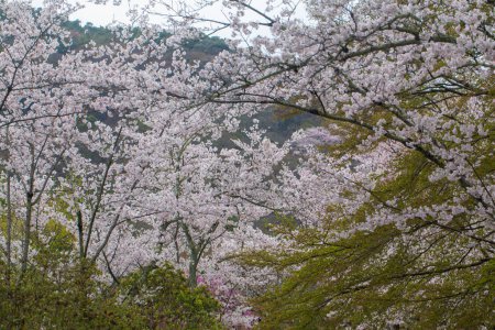 Téléchargez les photos : La fleur de sakura. Belles fleurs de sakura sur les branches d'arbres au Japon - en image libre de droit