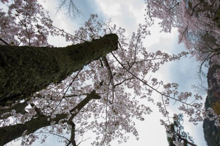 Foto de Flor de sakura. Hermosas flores de sakura en ramas de árboles en Japón - Imagen libre de derechos