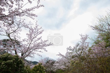 Téléchargez les photos : La fleur de sakura. Belles fleurs de sakura sur les branches d'arbres au Japon - en image libre de droit