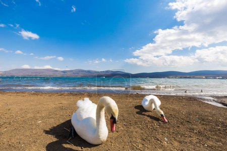 Photo for White swans at beach of Yamanakako lake, nature landscape - Royalty Free Image