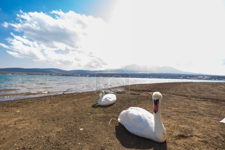 Photo for White swans at beach of Yamanakako lake, nature landscape - Royalty Free Image