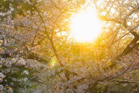 Photo for Sunset view of pink sakura blossom in Japan - Royalty Free Image