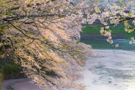 Foto de Puesta de sol vista de flor de sakura rosa en Japón - Imagen libre de derechos