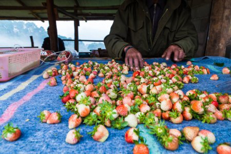 Foto de Fresas frescas, cosecha agrícola - Imagen libre de derechos