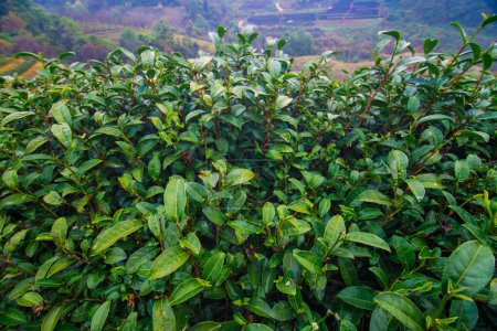 Foto de Campo de plantación de té verde en la montaña, industria agrícola - Imagen libre de derechos