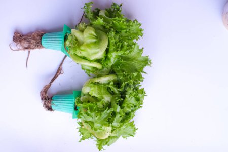 Photo for Green organic hydroponic iceberg lettuce on white background. Organic Vegetables - Royalty Free Image