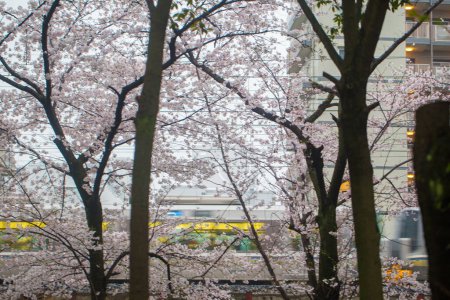 Foto de Flor flor de sakura rosa de invierno en brance de árbol en Tokio Japón - Imagen libre de derechos