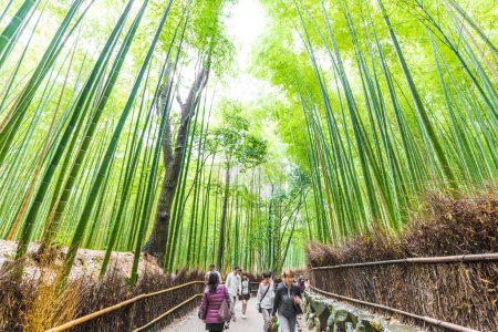 Photo for Bamboo forest at Arashiyama Looking up to sky, Kyoto, Japan nature. Sagano Bamboo Grove of Arashiyama. - Royalty Free Image