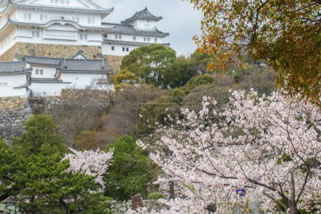 Photo for Blooming pink cherry blossom trees at Himeji Castle winter season in Kansai Kyoto Japan, Himeji Castle has often been touted as one of the top places in Japan to see the Sakura blossoms - Royalty Free Image