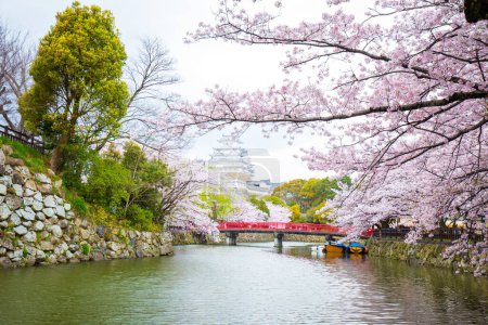 Téléchargez les photos : Floraison de cerisiers roses à Himeji Castle saison d'hiver dans le Kansai Kyoto Japon, Himeji Castle a souvent été vanté comme l'un des meilleurs endroits au Japon pour voir les fleurs Sakura - en image libre de droit