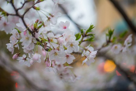Téléchargez les photos : Blossom hiver rose fleur de sakura sur la lance des arbres à Tokyo Japon - en image libre de droit