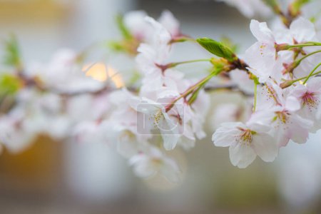 Foto de Flor flor de sakura rosa de invierno en brance de árbol en Tokio Japón - Imagen libre de derechos