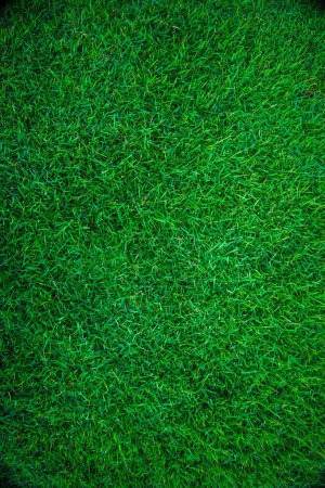 Photo for Green grass nature background empty grass texture real meadow - Royalty Free Image