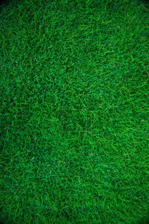 Foto de Verde hierba naturaleza fondo vacío hierba textura real pradera - Imagen libre de derechos