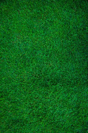Téléchargez les photos : Herbe verte fond nature herbe vide texture prairie réelle - en image libre de droit