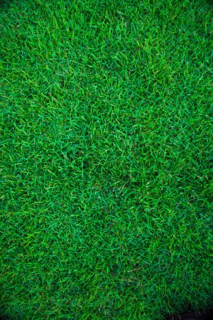 Téléchargez les photos : Herbe verte fond nature herbe vide texture prairie réelle - en image libre de droit