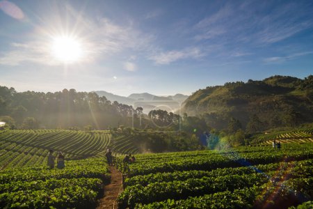 Téléchargez les photos : Champ de fraisage sur montagne matin lever de soleil avec brume industrie agricole - en image libre de droit