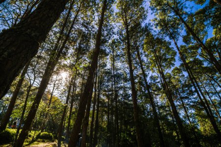 Téléchargez les photos : Pin de montagne forêt regarder vers le haut vue ensoleillé lumière nature paysage fond - en image libre de droit