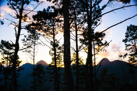 Téléchargez les photos : Silhouette coucher de soleil pin sur ciel de forêt de montagne avec nuage paysage nature - en image libre de droit