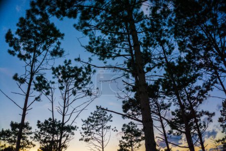 Téléchargez les photos : Silhouette coucher de soleil pin sur ciel de forêt de montagne avec nuage paysage nature - en image libre de droit