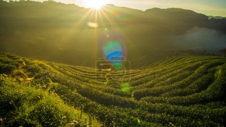 Téléchargez les photos : Champ de plantation de thé vert sur la montagne hiull matin lever de soleil avec le brouillard industrie agricole - en image libre de droit