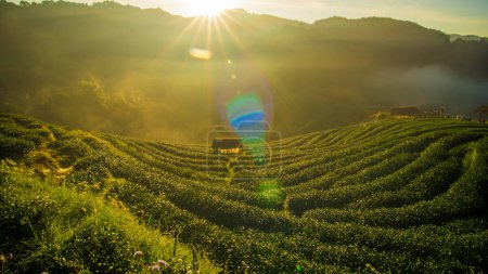 Foto de Campo de plantación de té verde en la mañana hiull montaña amanecer con niebla industria agrícola - Imagen libre de derechos