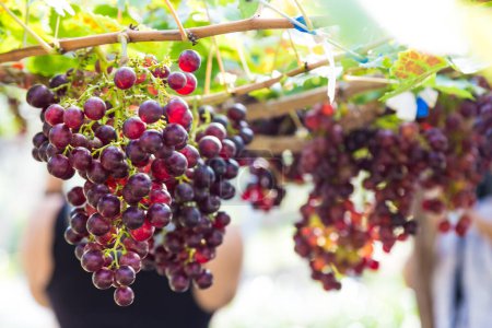 Foto de Campo de cosecha de uva en rama de árbol agrícola - Imagen libre de derechos