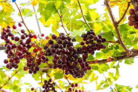 Photo pour Branches de raisins rouges cultivés dans une exploitation biologique, Objet agricole - image libre de droit