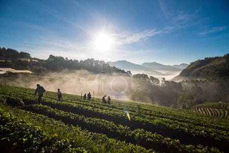 Photo for Sunrise with fog on strawberry plantation field in Angkhang highlands, Chiangmai northern of Thailand - Royalty Free Image
