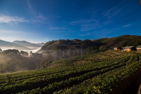 Photo for Sunrise with fog on strawberry plantation field in Angkhang highlands, Chiangmai northern of Thailand - Royalty Free Image