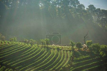 Téléchargez les photos : Jardin agricole de fraises le matin à Doi Ang Khang, Chiang Mai, Thaïlande - en image libre de droit