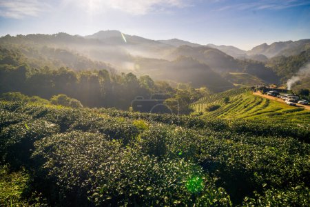 Téléchargez les photos : Lever de soleil matinal avec brume sur la montagne agricole de plantation de thé biologique projet royal, Doi Ang Khang, Chiang Mai, Thaïlande
. - en image libre de droit