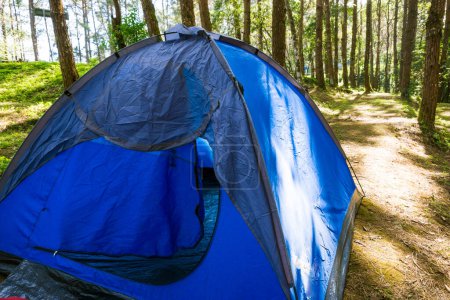 Téléchargez les photos : Camping sous les pins dans la nature sauvage air frais - en image libre de droit